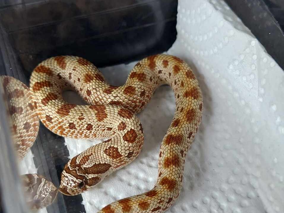 RBE Pastel Anaconda