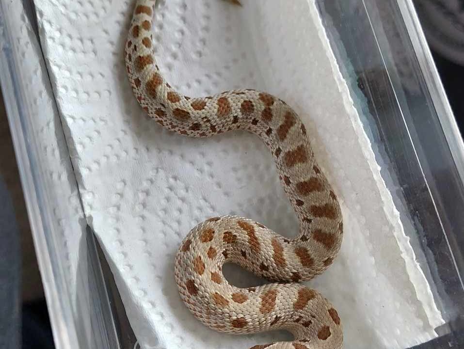 RBE Pastel Anaconda