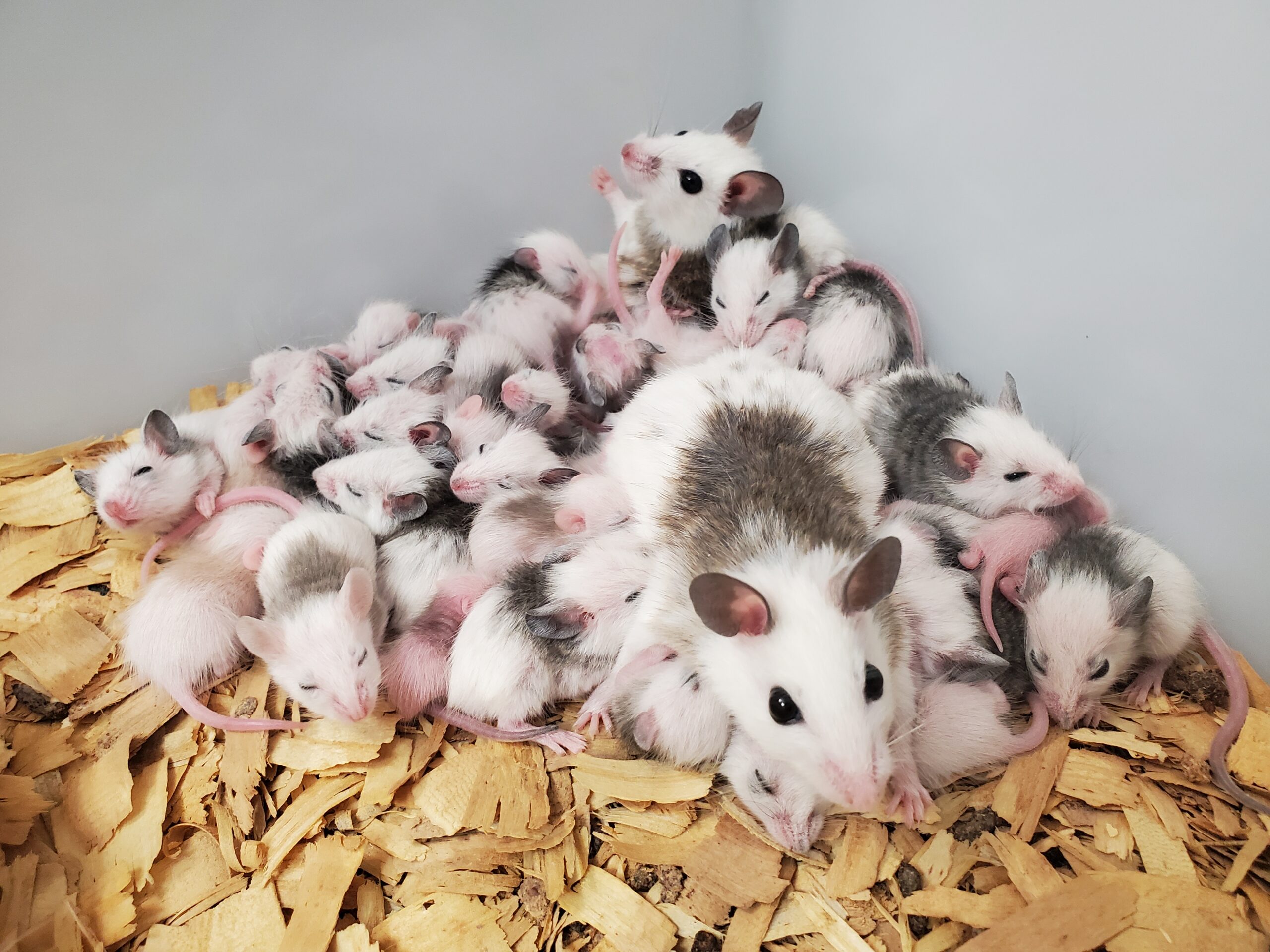 African softfur rats, tame and well nourished