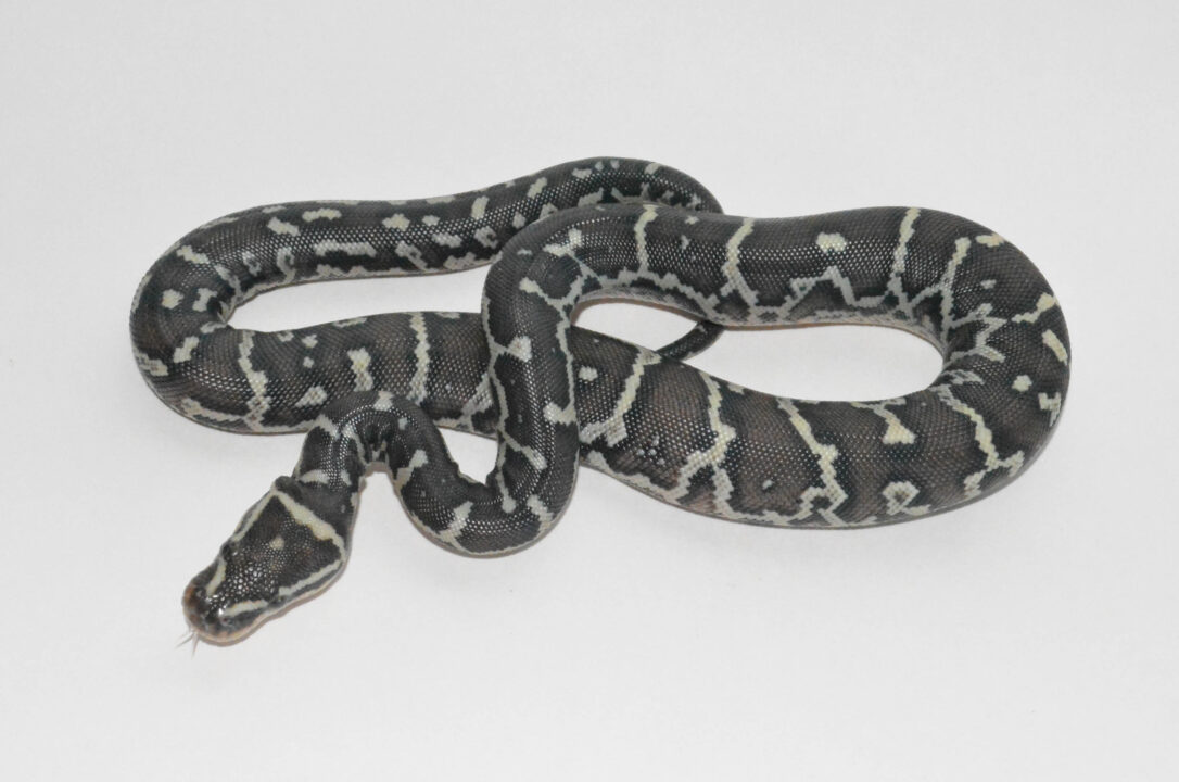 Angolan Python