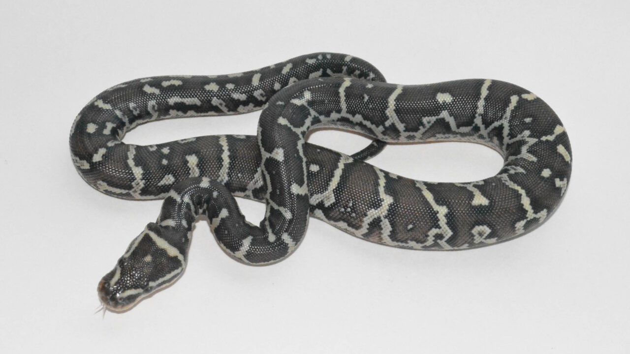 Angolan Python