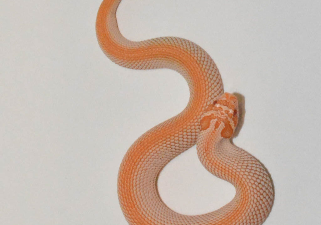 Albino Super Anaconda