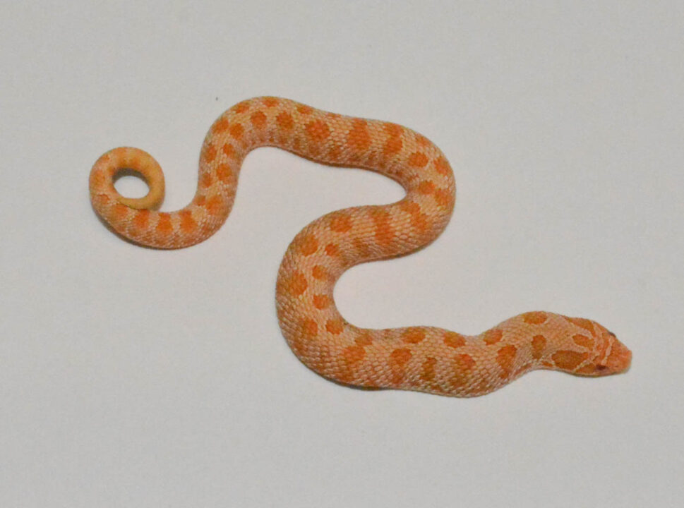 Albino Anaconda